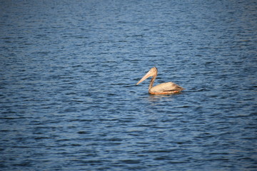 Swimming Pelican 