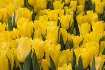 Beautiful yellow tulip flowers on dark tone background