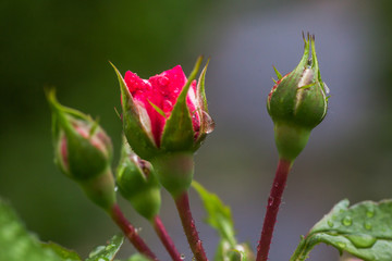 Rose bud with dew drops on the stem. Rain drops on a rose.