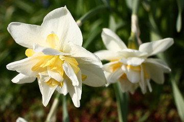 Narcissus forward and a background./The bud of a flower of a narcissus is made by petals of white and yellow colors.