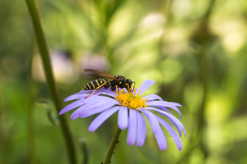wasp on purple flower with yellow center Symphyotrichum novi-belgii