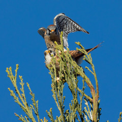 Male and female kestrel mating in the wild