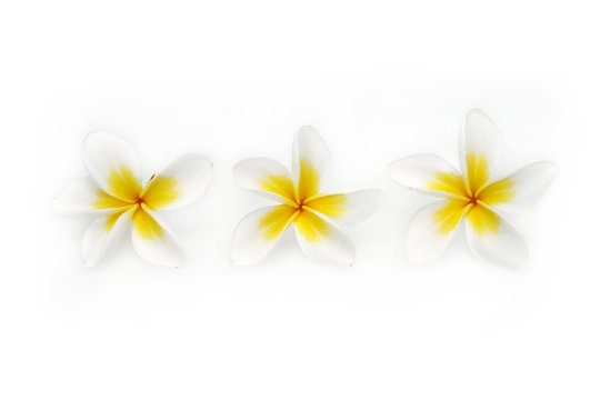 Plumeria