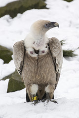 Gyps fulvus winter in the snow.