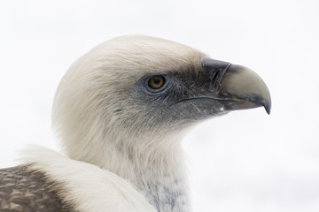 Gyps fulvus - Detail of a head with snow in the background.