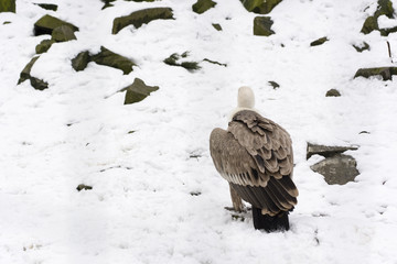 Gyps fulvus - turned back in the snow.