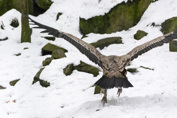Gyps fulvus - with stretched wings in winter on snow.