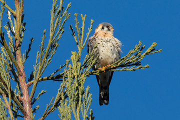 Male kestrel in the wild, perched on the tip of a branch