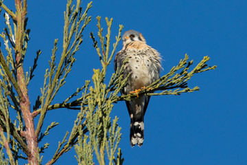 Male kestrel in the wild, perched on the tip of a branch