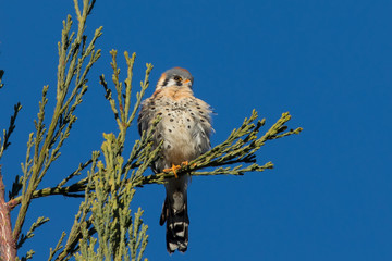 Male kestrel in the wild, perched on the tip of a branch