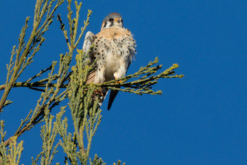 Male kestrel in the wild, perched on the tip of a branch