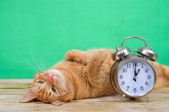 Orange ginger tabby cat laying on a wood table upside down paws in the air, green background next to an old fashioned alarm clock set to 1 o'clock AM. Daylight Savings. Spring forward. Fall back.