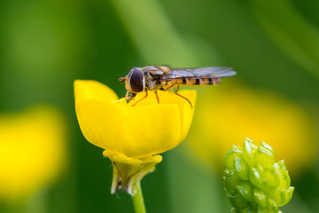 Hover fly on a flower
