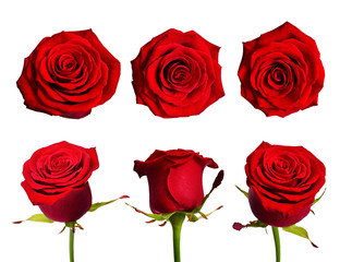Set with red roses. Isolated on white background