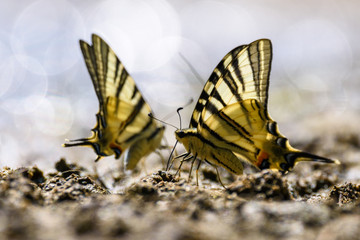 Swallow tail butterfly (papilio machao)