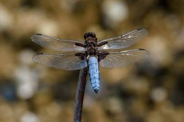 Blue dragonfly