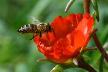 Honey Bee pollinating flower