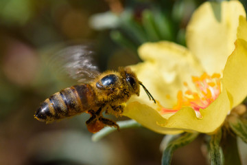 Honey Bee pollinating flower