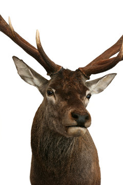deer head hunting trophy taxidermy objects
