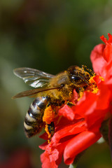 Honey Bee pollinating flower