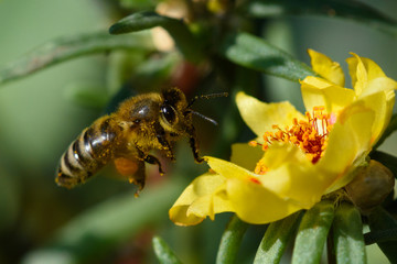 Honey Bee pollinating flower