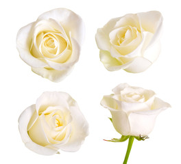Naklejka premium Set of white roses. Isolated on white background.