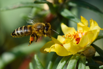Honey Bee pollinating flower