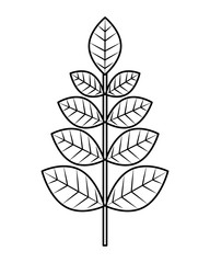 leaves branch decoration natural image