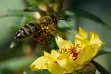 Honey Bee pollinating flower