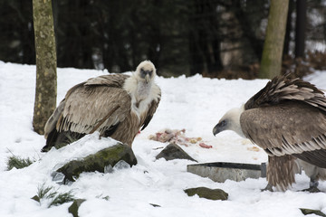 Gyps fulvus two birds at a carcass in the snow.