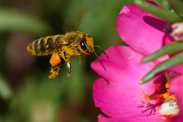 Honey Bee pollinating flower