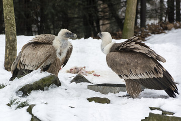 Gyps fulvus two birds at a carcass in the snow.