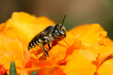 Solitare Bee pollinating flower