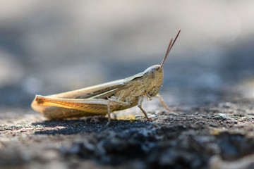 Grasshopper on the ground
