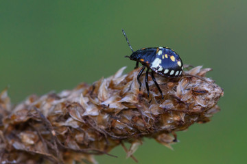 Stink bug baby