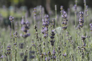 Honey bees collecting nectar