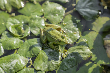 Green frog bathing in the sun
