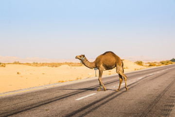 Camel in desert in a day