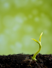 Bud leaves of young plant seeding in forest