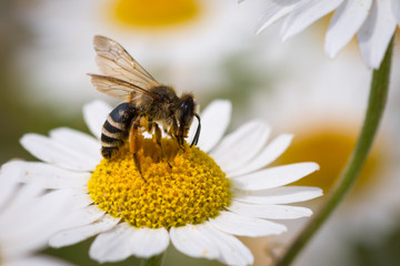 Honey Bee pollinating flower