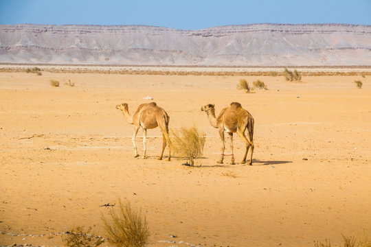 Camel in desert in a day