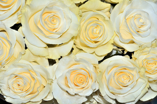 Beautiful floral background with amazing white roses with a yellow tint