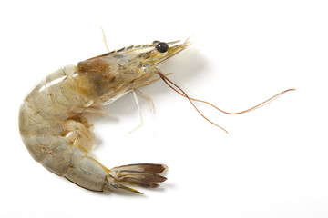 Fresh raw seafood shrimp