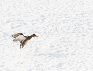 duck on the fly against the snow