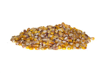 corn grain isolated on white background