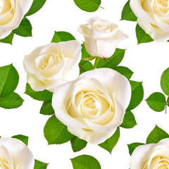 Seamless background with white roses. Isolated on white background