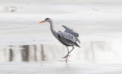 Blue heron standing on the ice