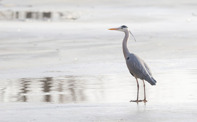 Blue heron standing on the ice