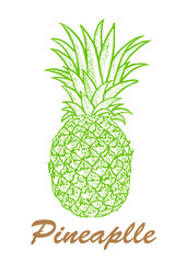 Vector hand drawn pineapple. Exotic tropical fruit vector drawings isolated on white background. Botanical illustration of fruits.