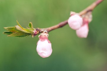 Branch with pink blossoms apricot in spring